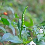 項目文章 | 突破性成果！辣椒基因組調(diào)控元件圖譜被系統(tǒng)繪制